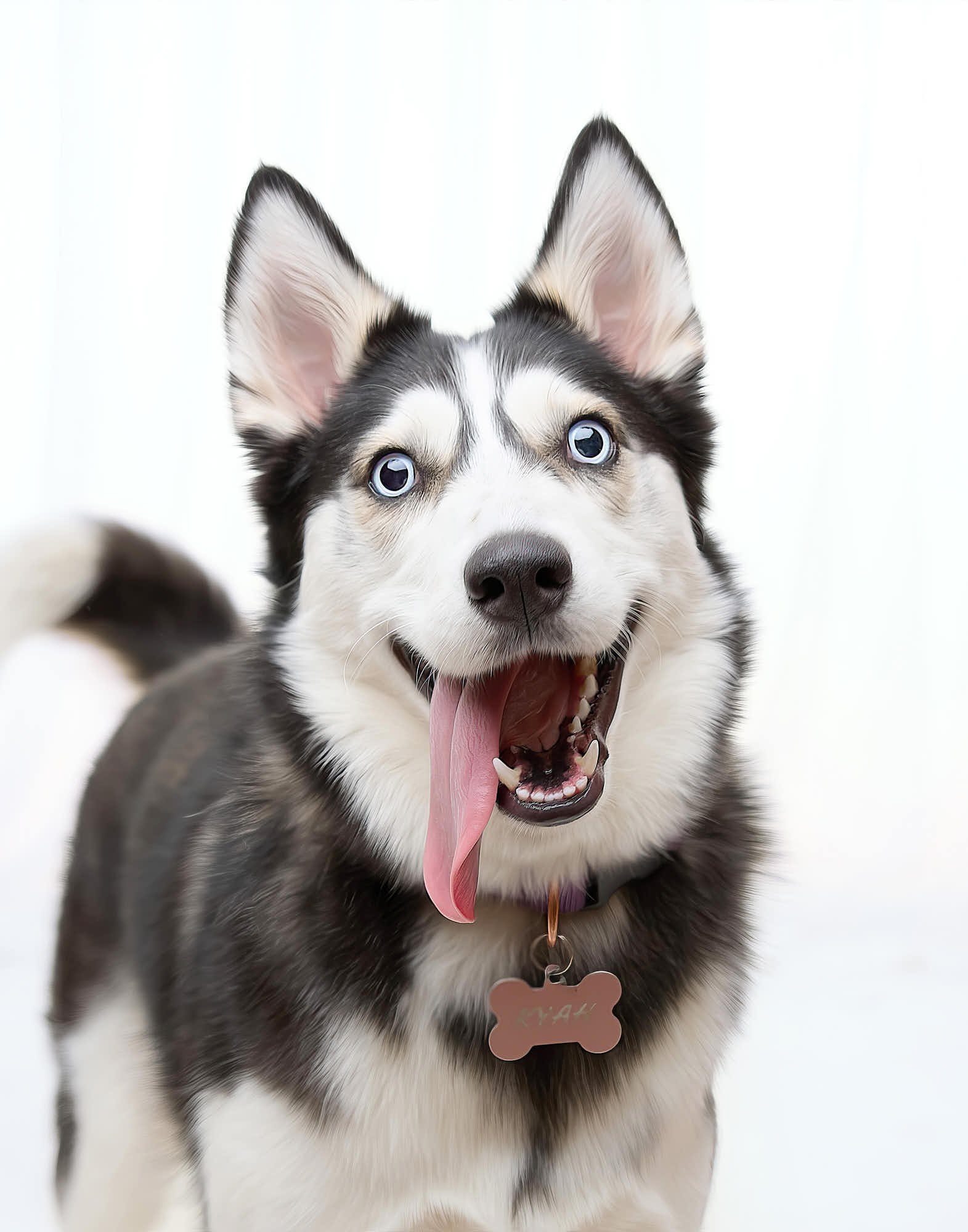 modern-pet-portraits-056.jpg