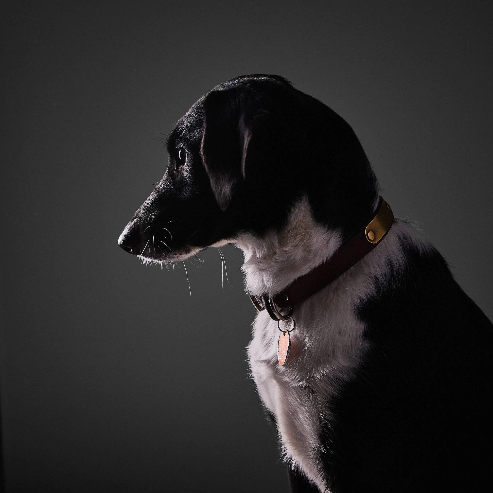 heirloom-pet-portraits-1.jpg