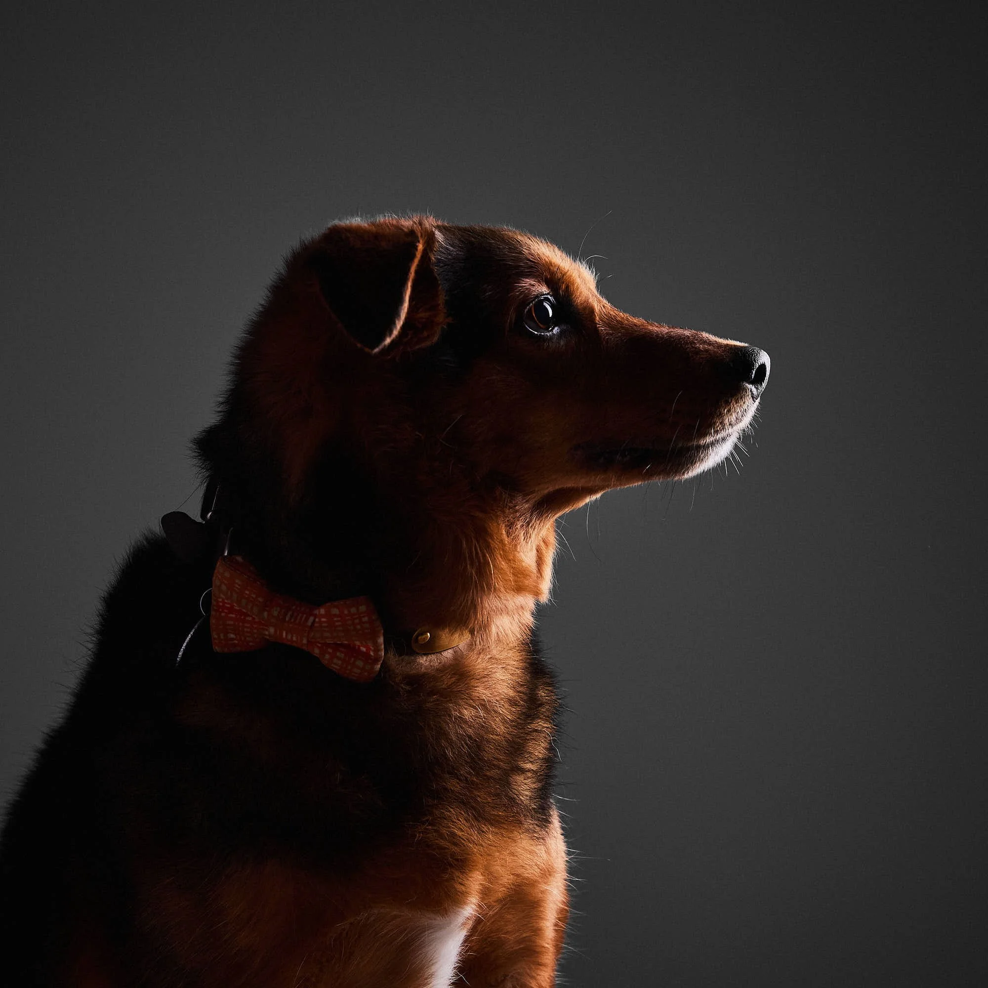 heirloom-pet-portraits-2.jpg