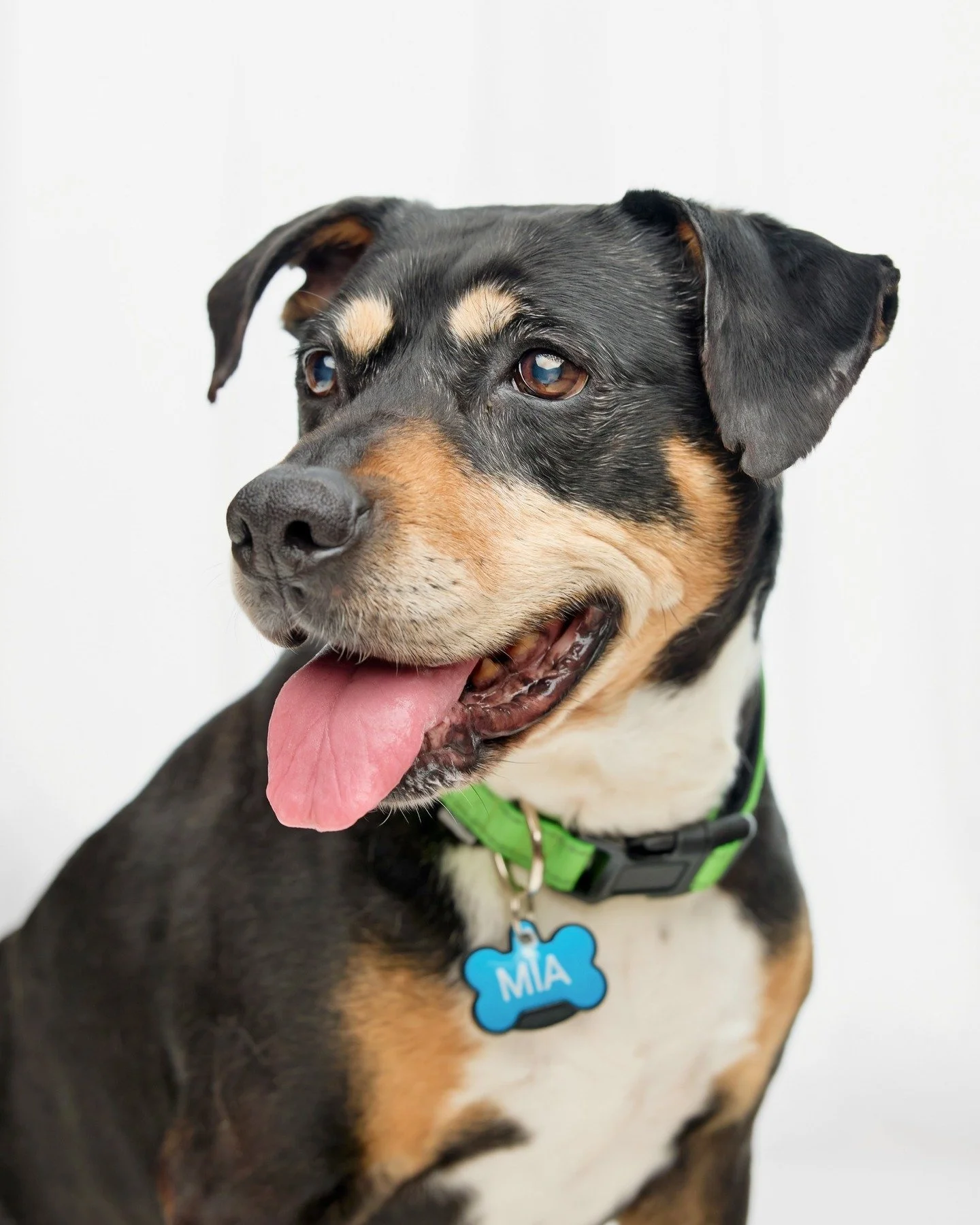 &ldquo;In the year following my adoption of her, I lost my mother. Those days were incredibly difficult, and I&rsquo;m not sure I could have done it without her.&rdquo; 

This is Miss Mia, a beautiful soul I photographed for her humans and featured i