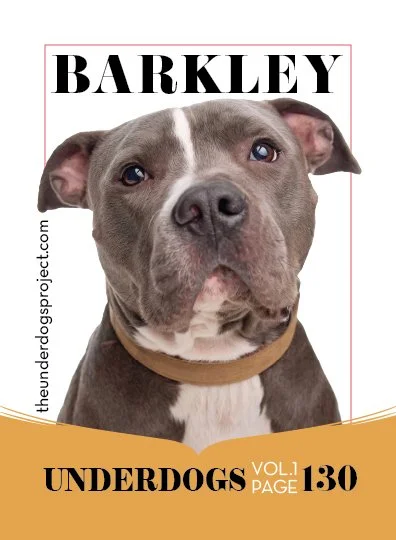 underdog traders barkely frontweb .jpg