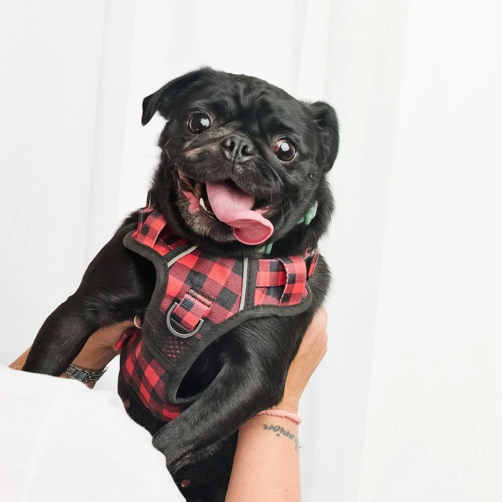 Wilma-Mae.jpg