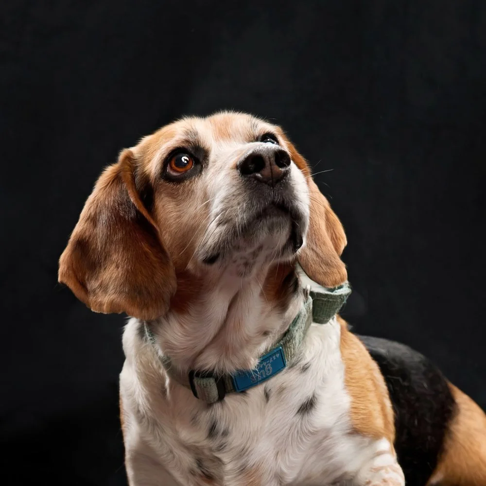Gus.jpg
