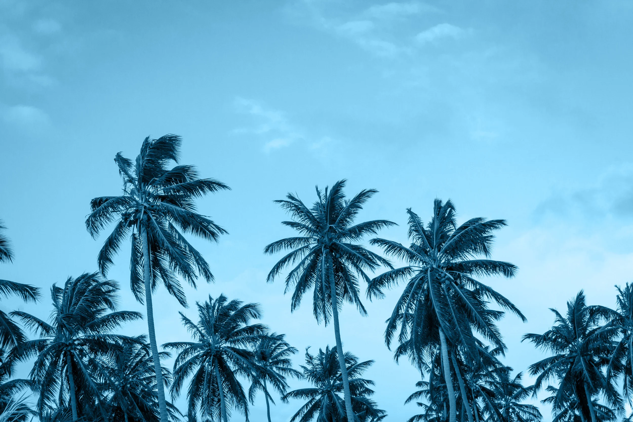 palms blue.jpg