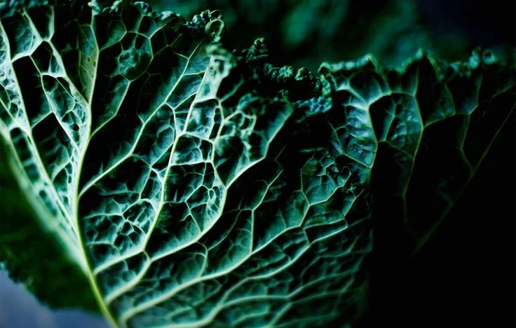 Nourishing - Kale.jpeg
