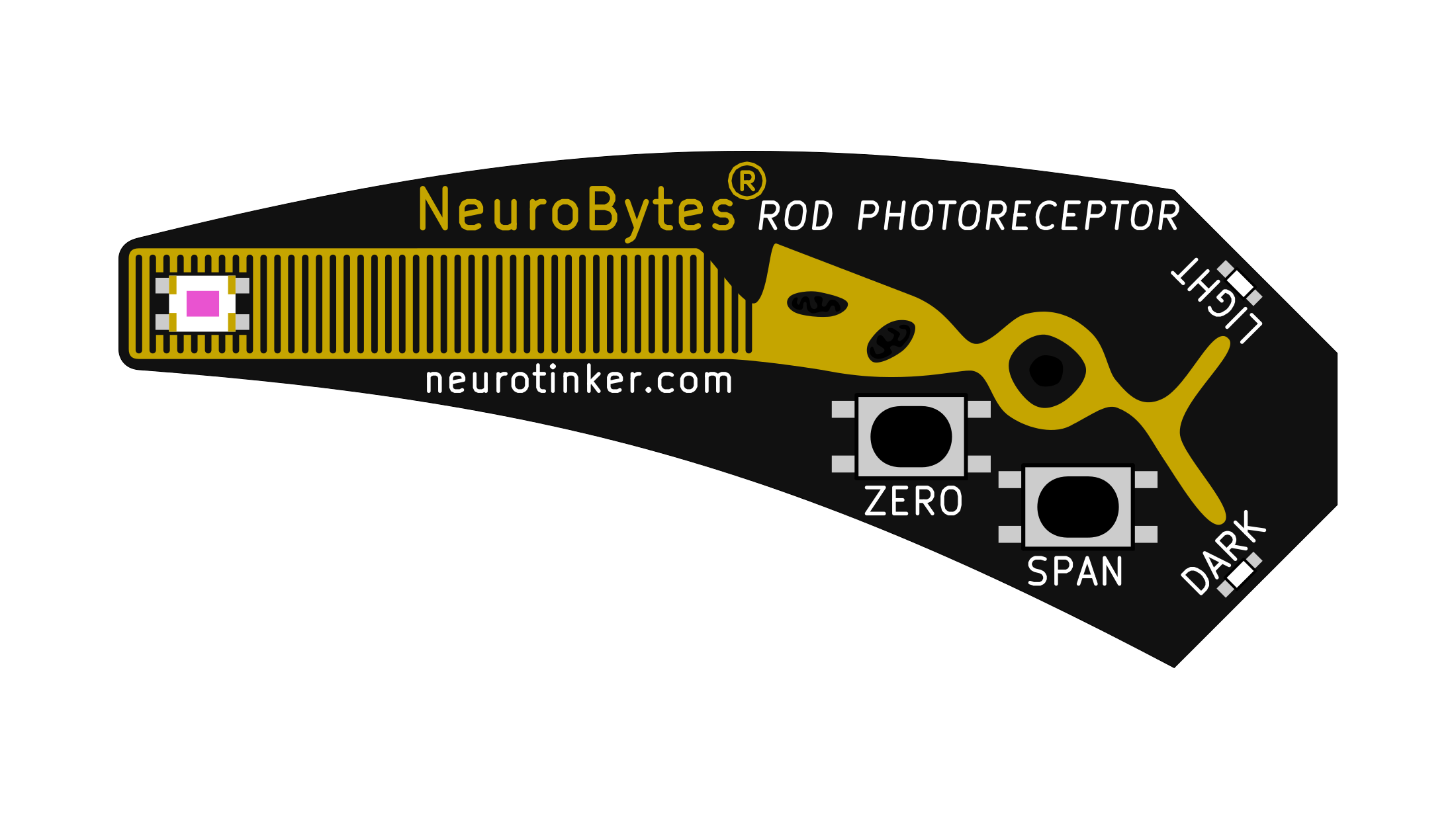 NeuroBytes_Photoreceptor.png