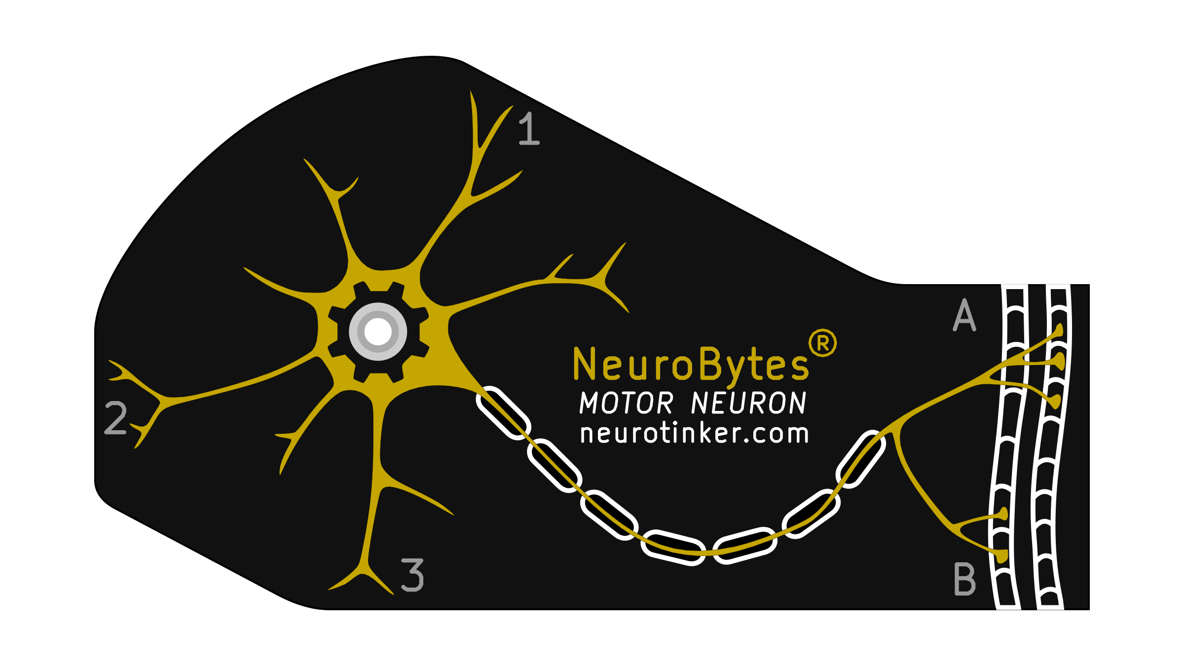 NeuroBytes_Motor_Neuron.png