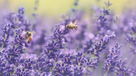 How Essential Oils are Useful in Recovering from Anxiety