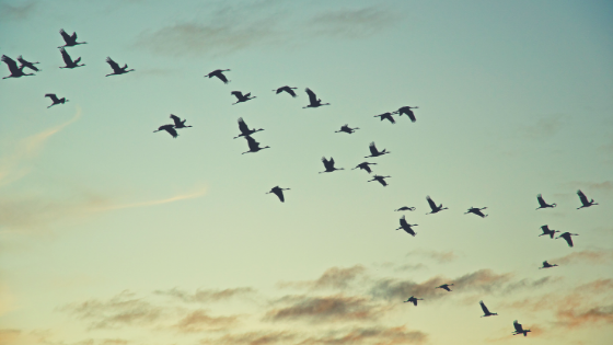 Freedom from Anxiety: This is How