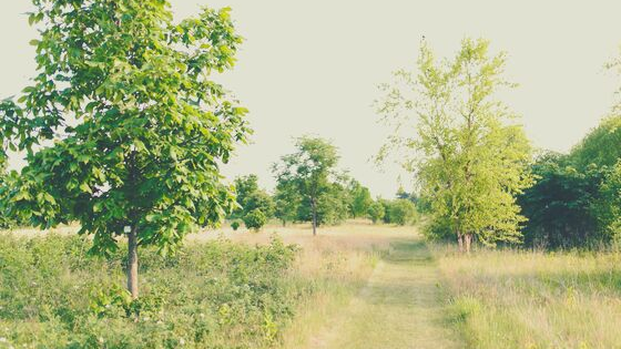 The Relaxation Response