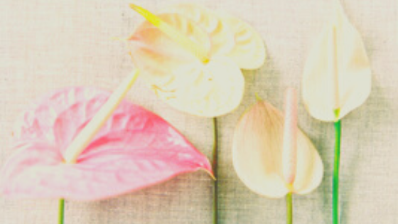 Self-Compassion to Ease Anxiety