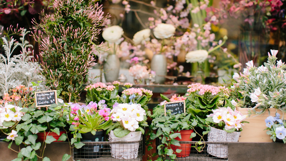 Your Mind as a Garden
