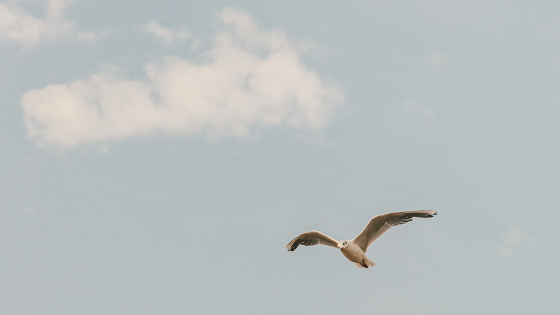 MVP: How to Let it Go