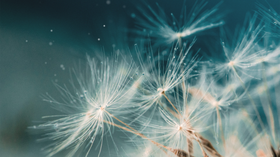 The Neighbor's Dandelions