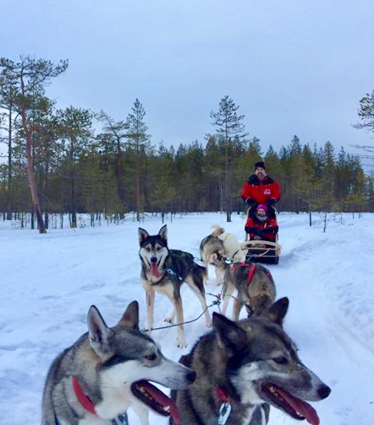 Dog Sledding in Rovaniemi.jpg