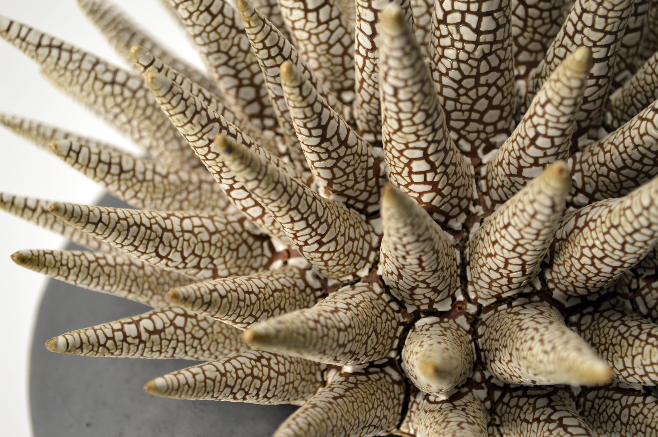 Aversion Therapy Cheese Dish - detail. 