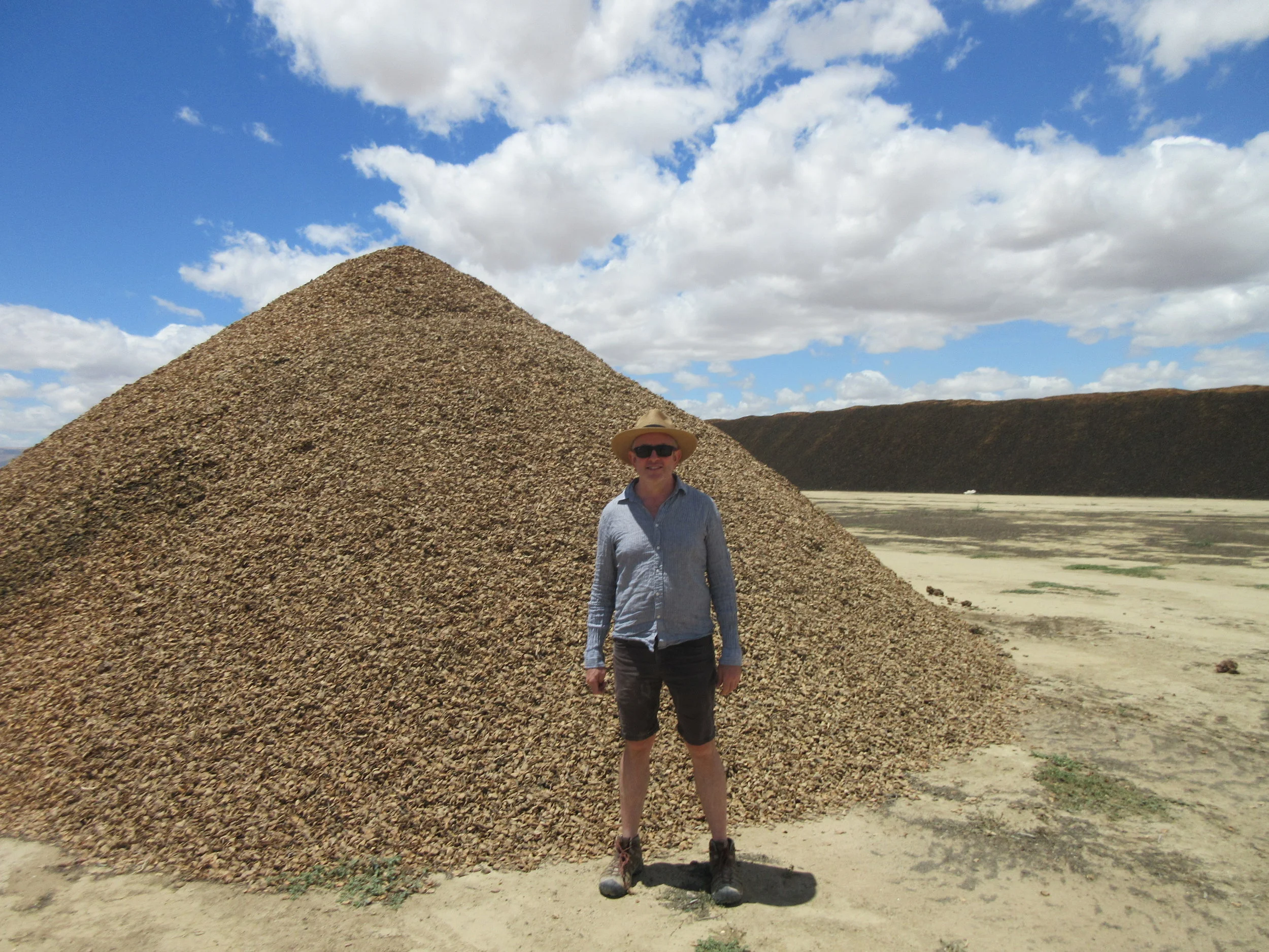 Almond hulls, Paramount Farms, Lost Hills/San Joaquin Valley, CA June 2017