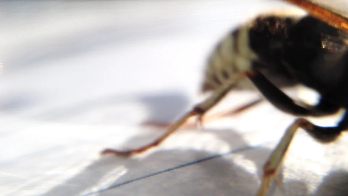 iphone_bee.jpg