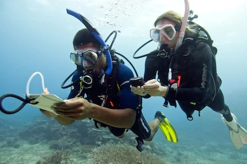 Southeastern Divers, Inc. (SDI)