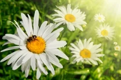 How Planting Gardens can Benefit the Landscape and Environment