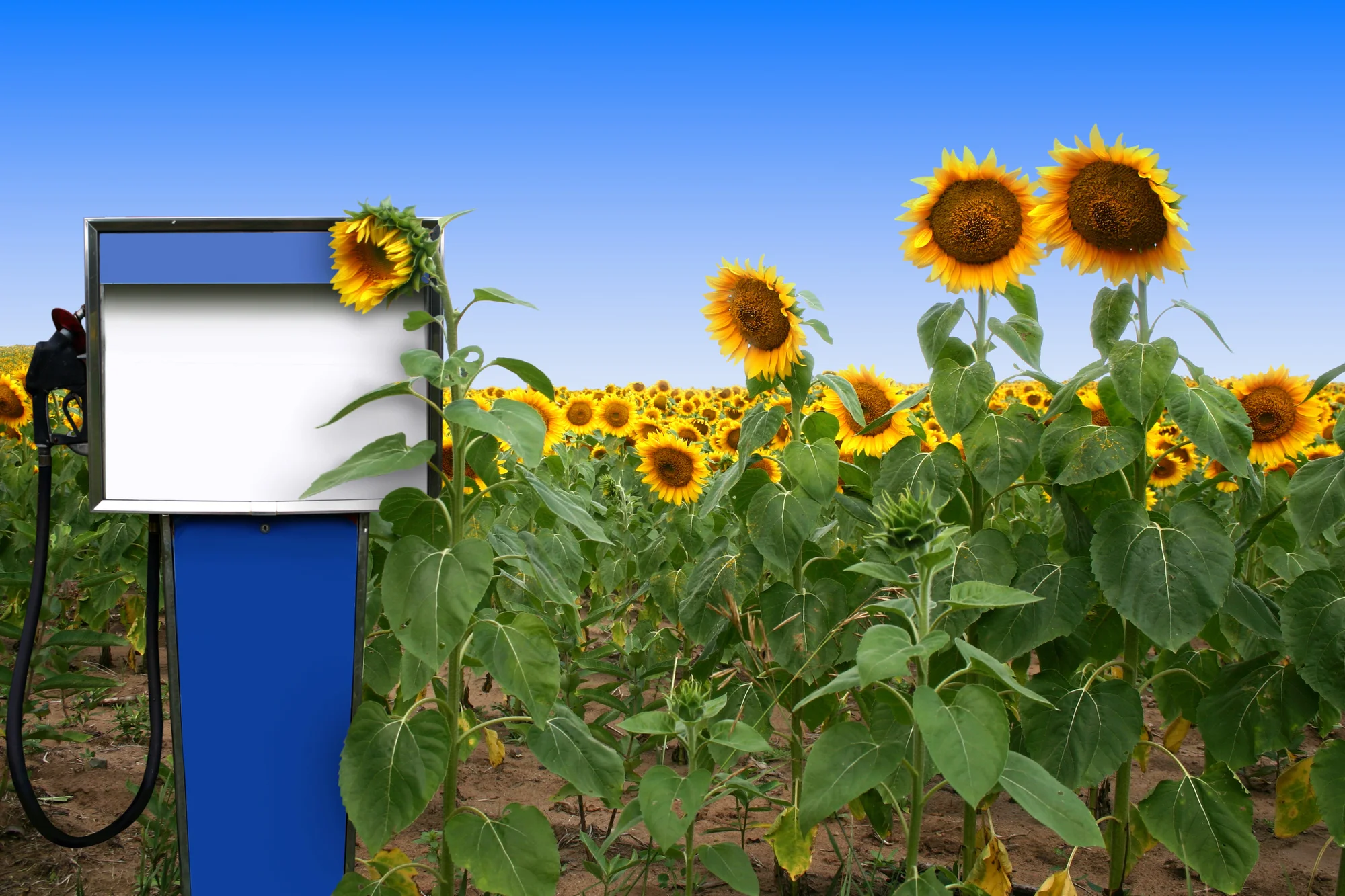 BioDiesel