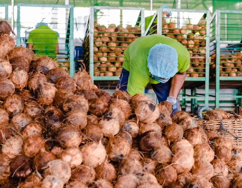 Coconut Raw Material.jpg