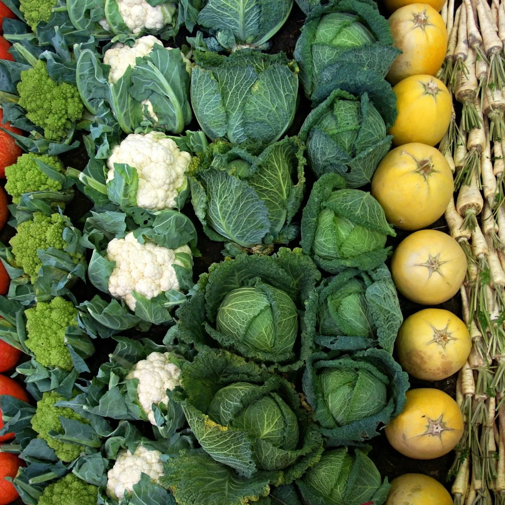 IQF-Frozen-Vegtables-Aseptic