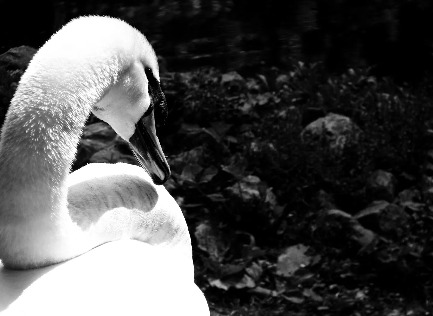 DSC03466 (Colleen’s MacBook Pro's conflicted copy 2015-01-04).JPG