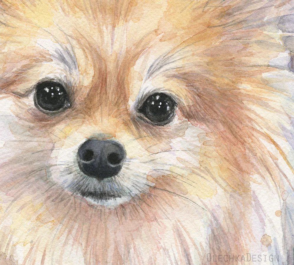 Pomeranian-watercolor-detail.jpg
