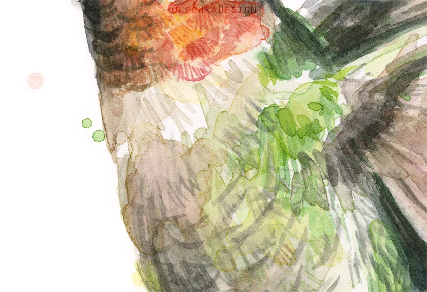 hummingbird2-detail.jpg