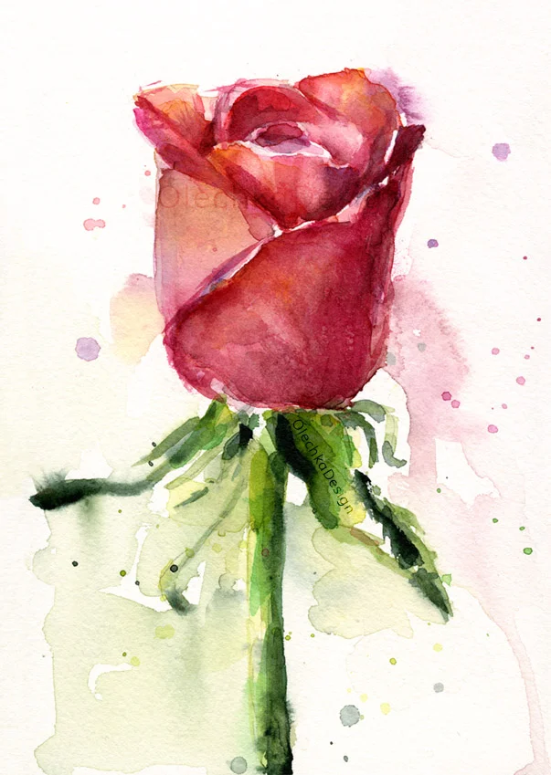 rose watercolor painting