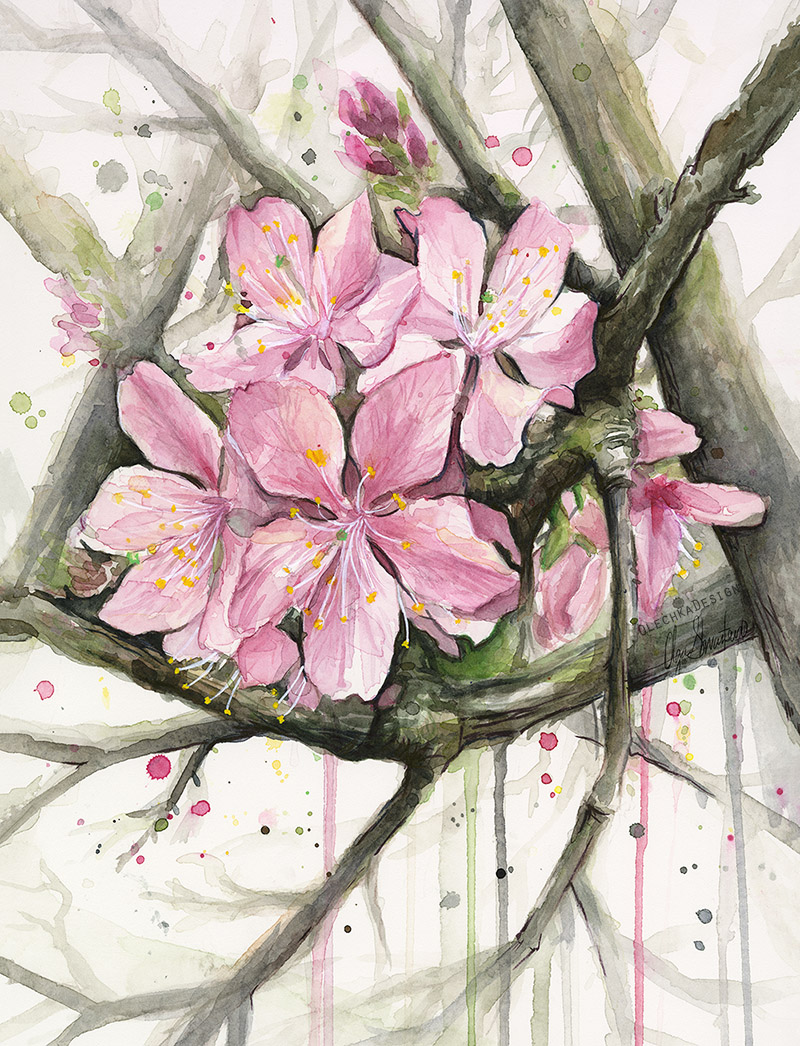 cherryblossom watercolor