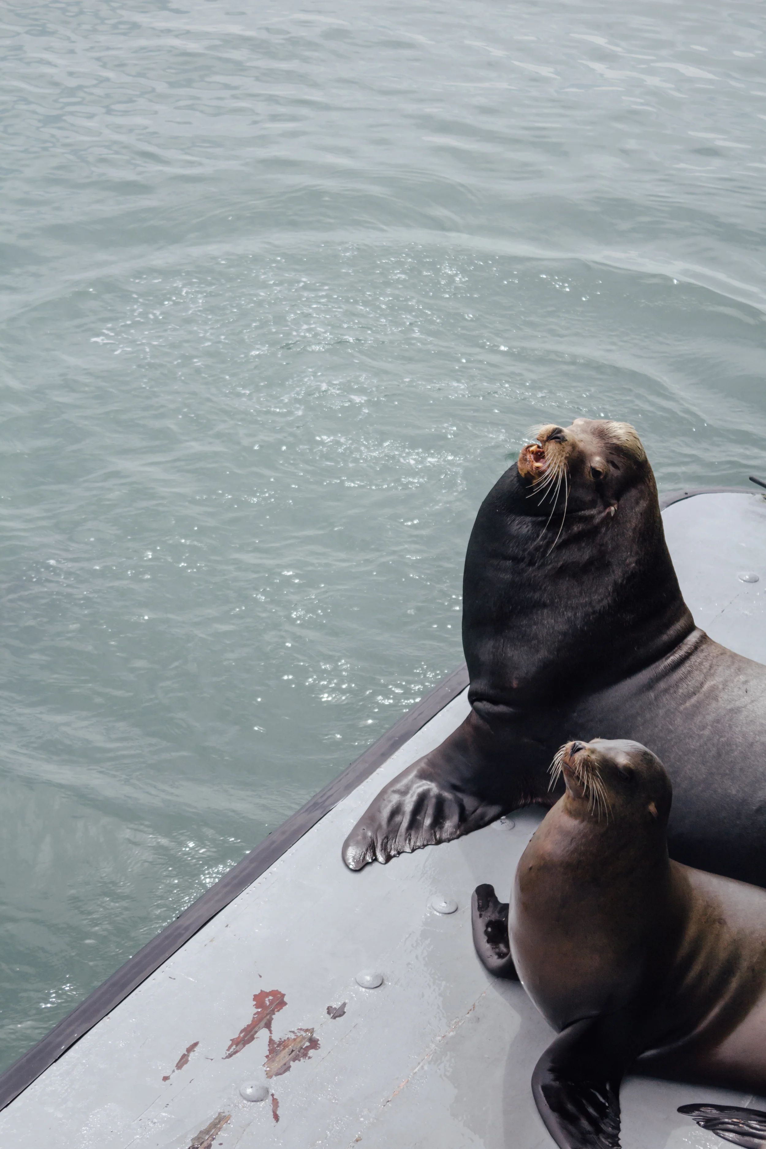 Sea Lion and Pup by Catherine Alyce