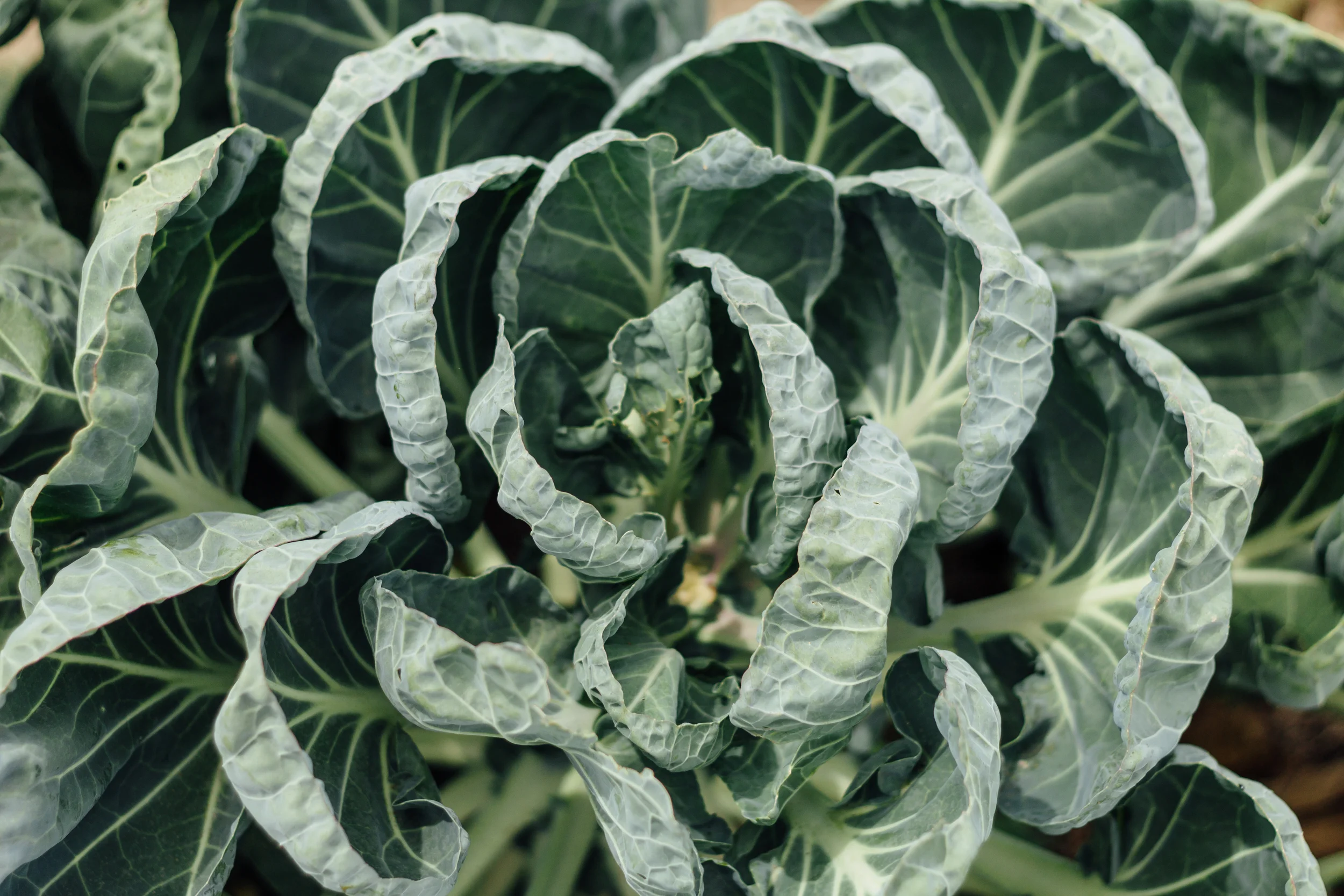 Cabbage From Above by Catherine Alyce