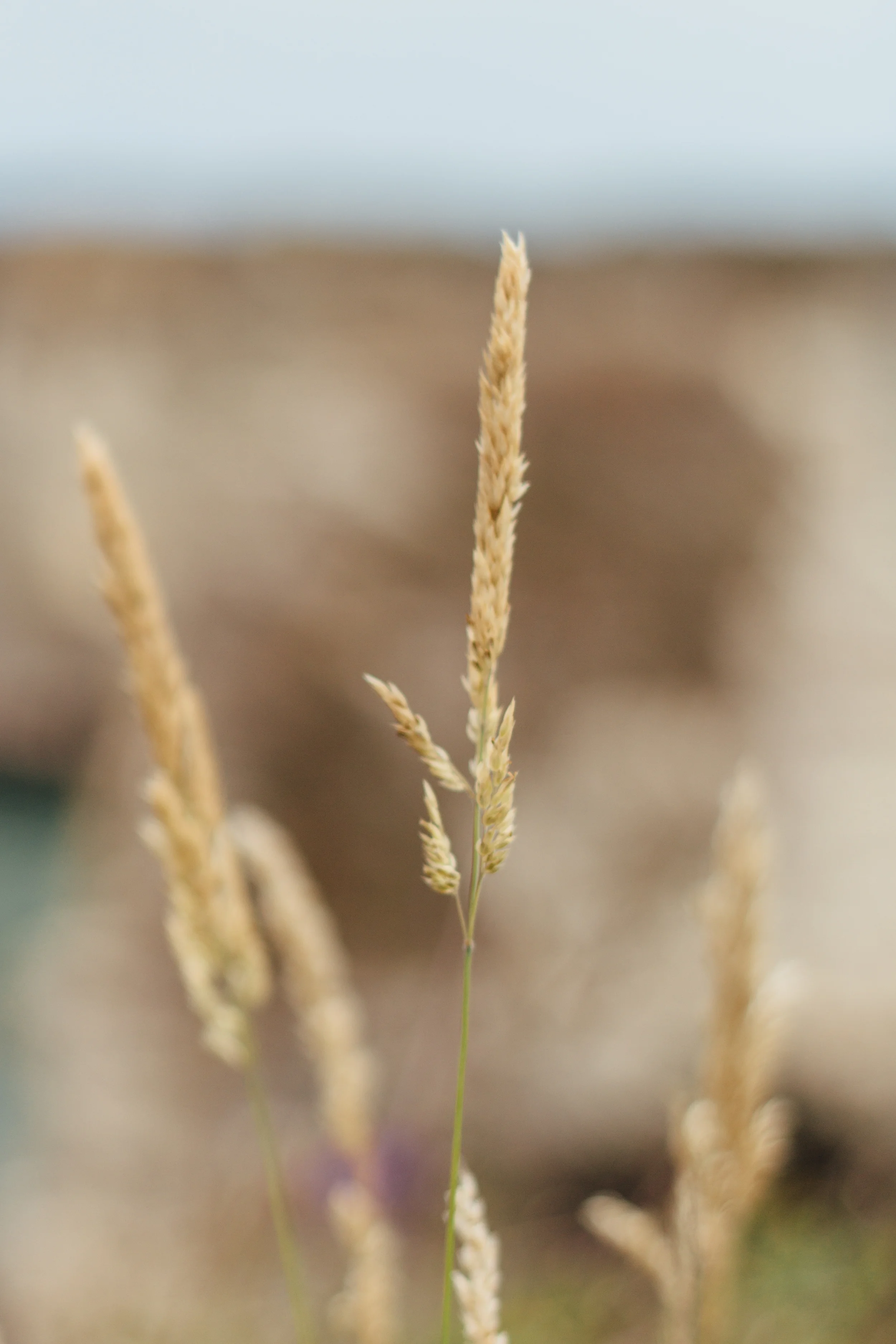 Weeds by Catherine Alyce