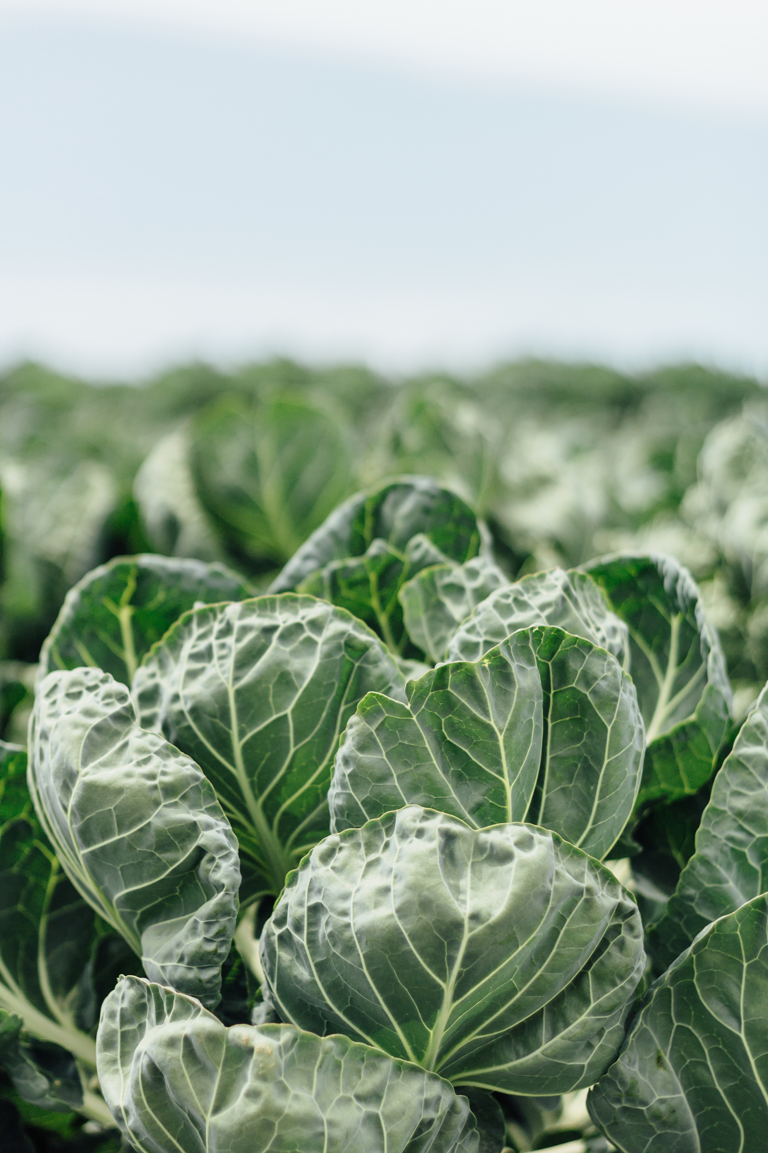 Cabbage Views by Catherine Alyce