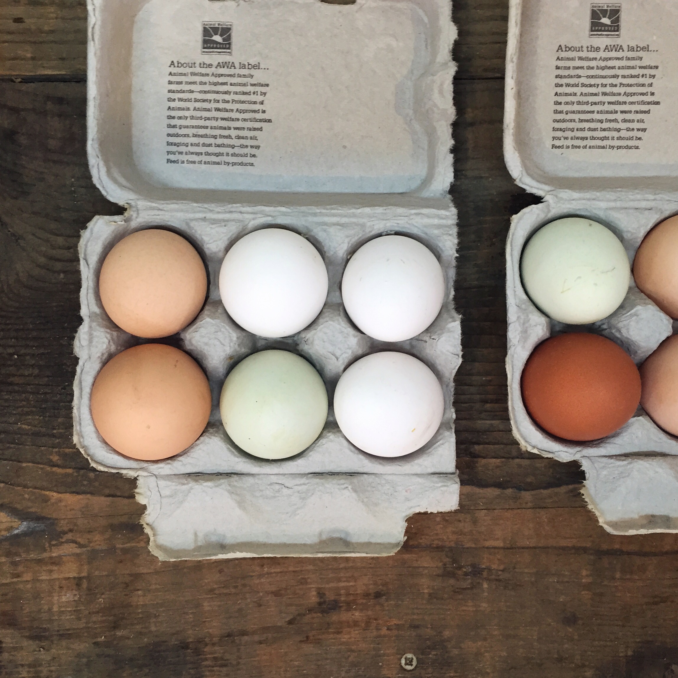 Colored Eggs by Catherine Alyce