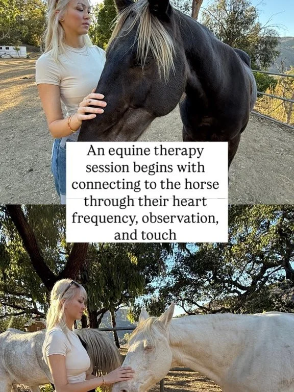 Did you know that just one equine therapy session can be the equivalent of multiple talk therapy sessions? The results that you will experience with equine therapy are often  profound because this therapeutic modality is a full body experience.  Beca