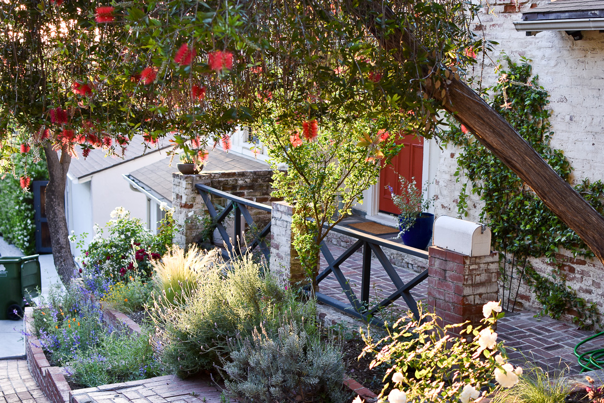 A Saturate Garden in the Silver Lake Hills, with thriving native flowers, herbs & grasses!