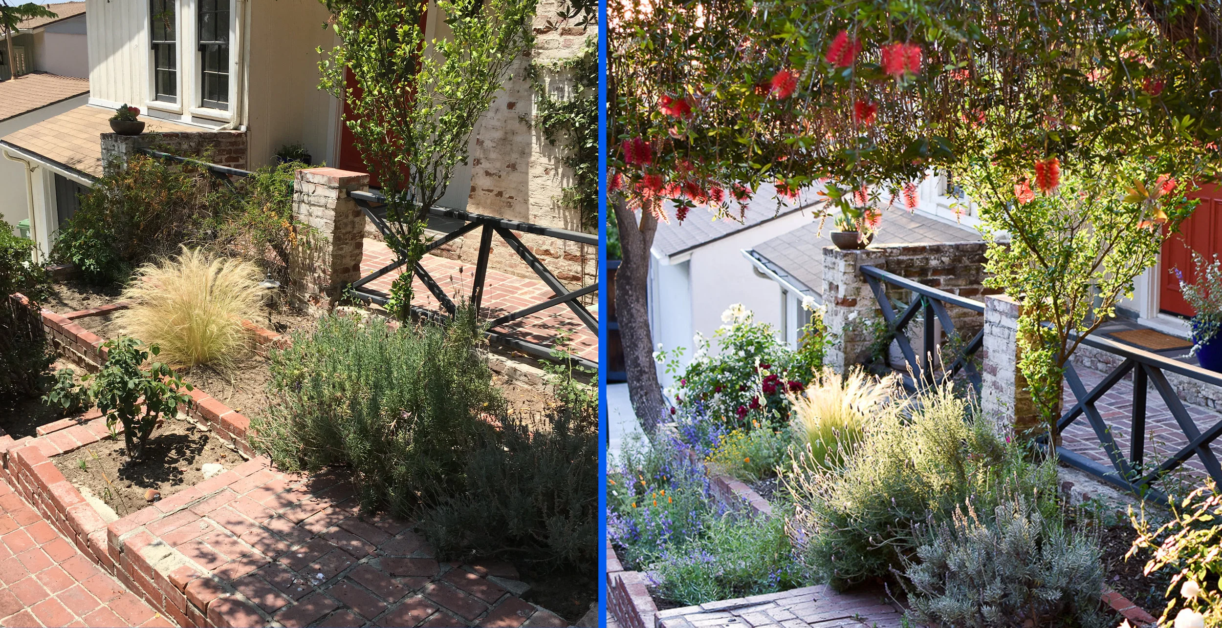 BEFORE & AFTER: Our client Charlie's Silver Lake garden had all the common problems: degraded, dried-up soil, poorly-pruned shrubs, aggressive invasives. After a little Saturate TLC, it's now a vibrant, healthy space that makes you feel alive!