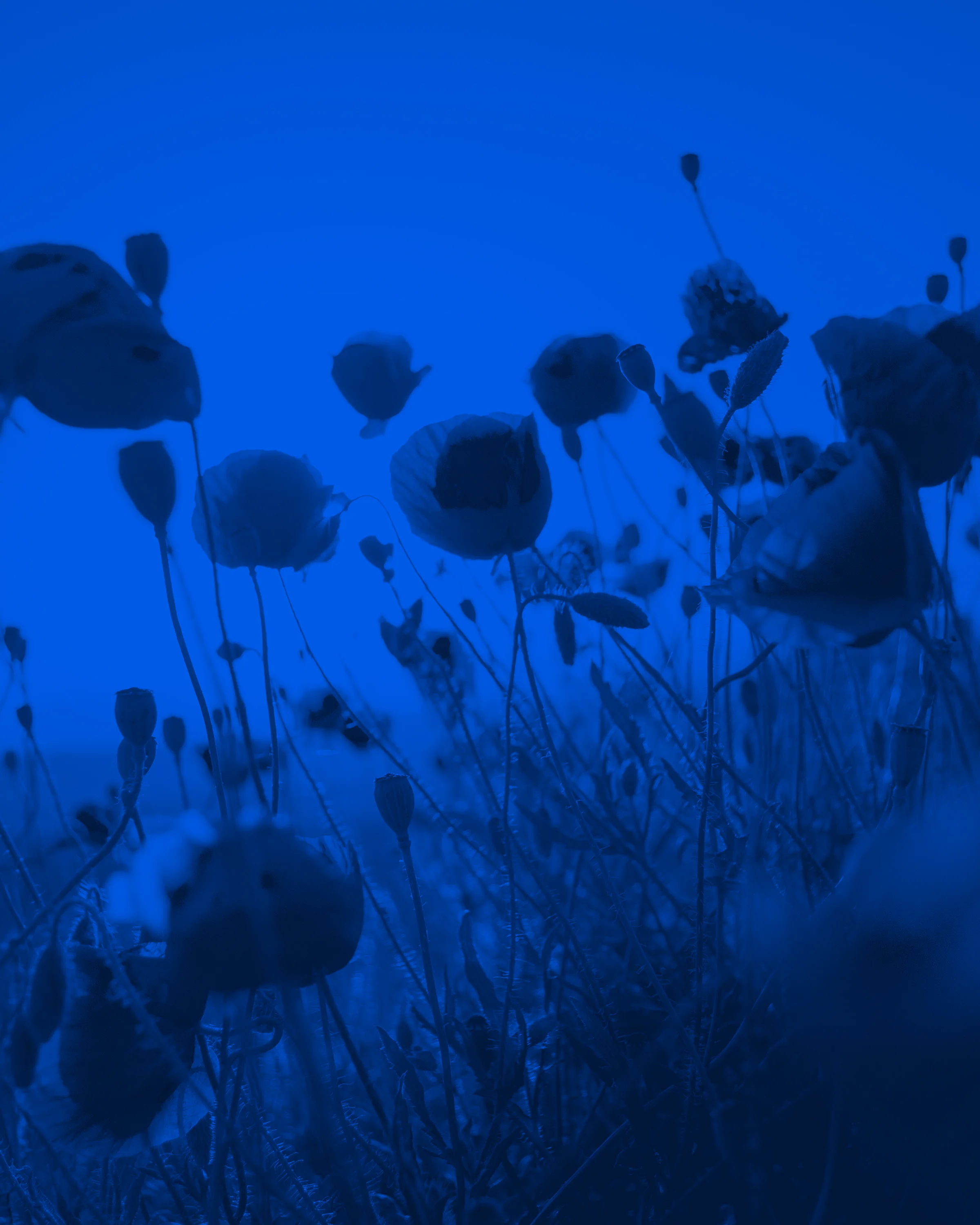 milos-tonchevski-304529-blue.jpg