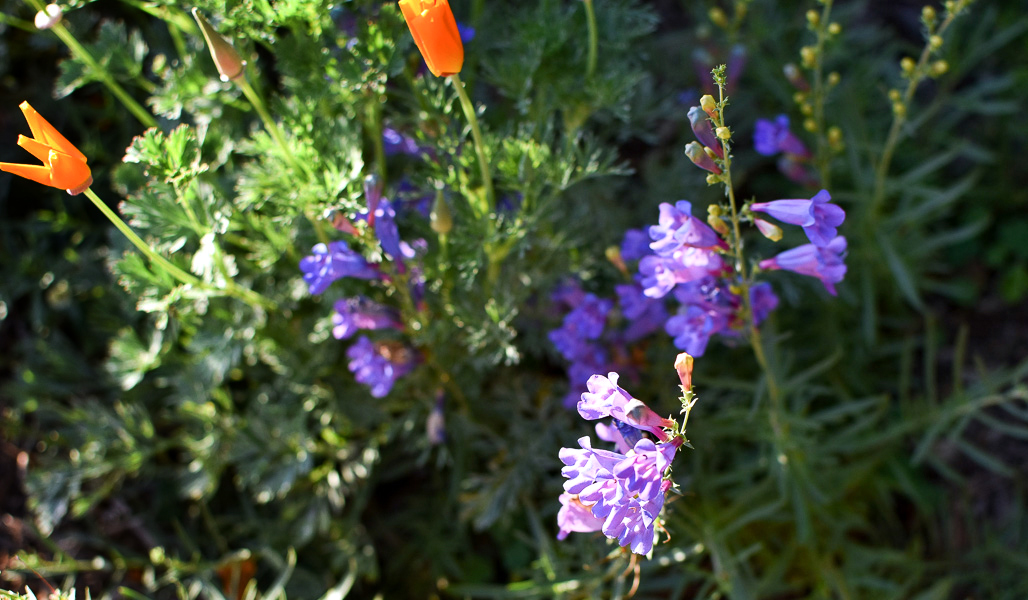 Charlie's Garden-69 copy-bg.jpg