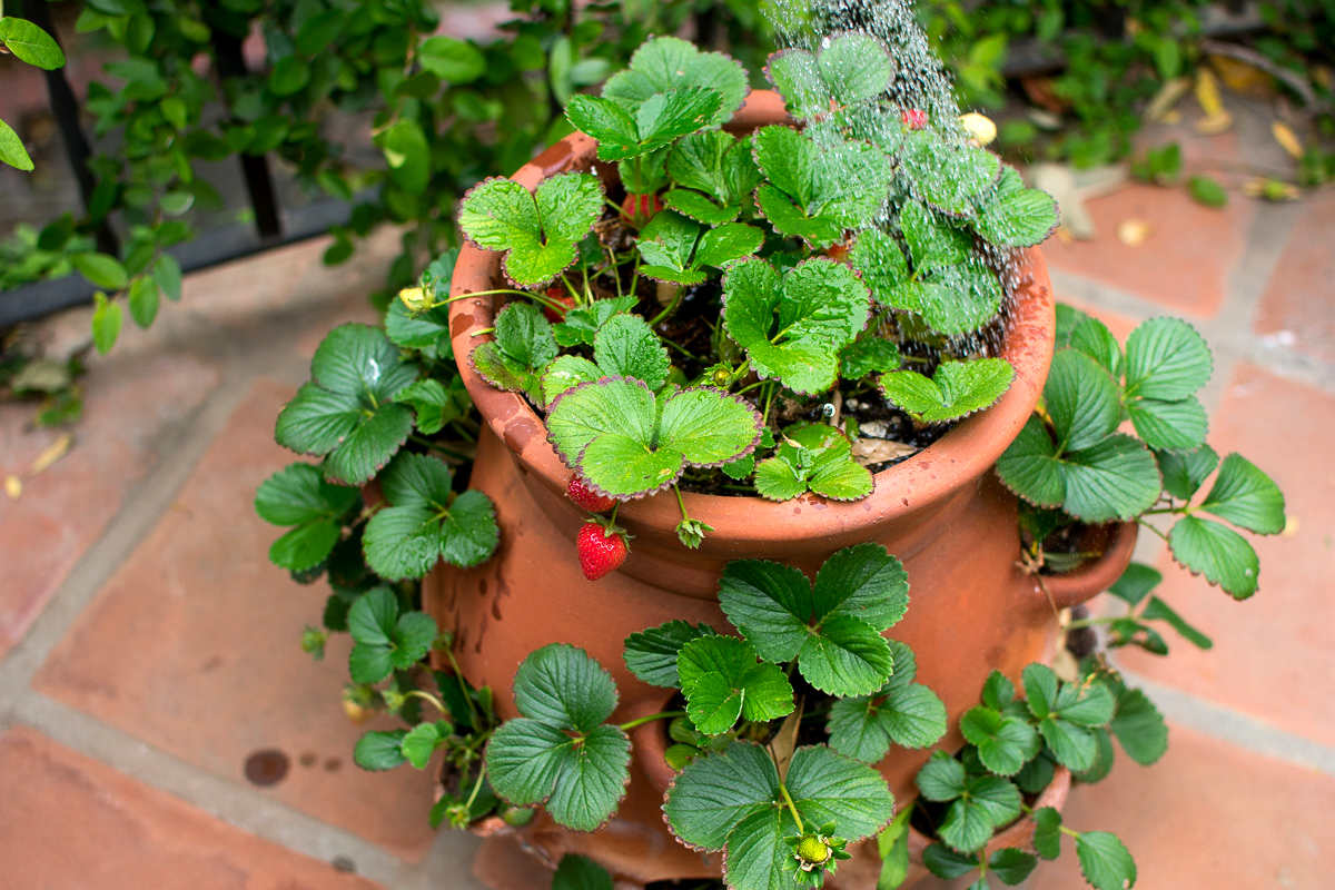 Potted Natives-38.jpg