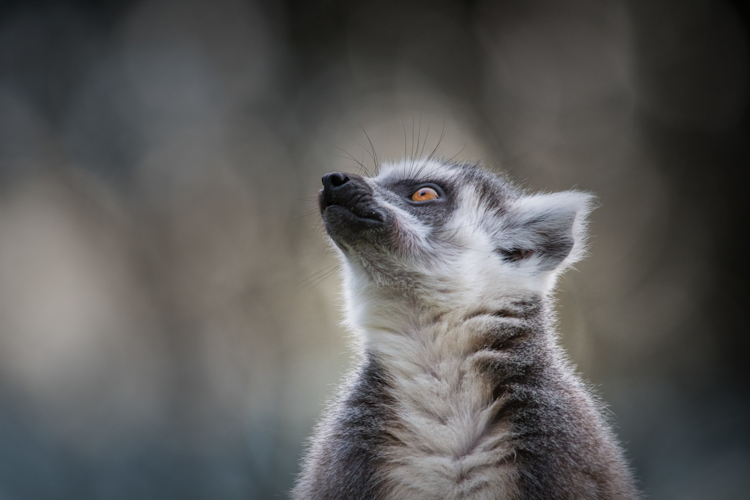 Alert Lemur