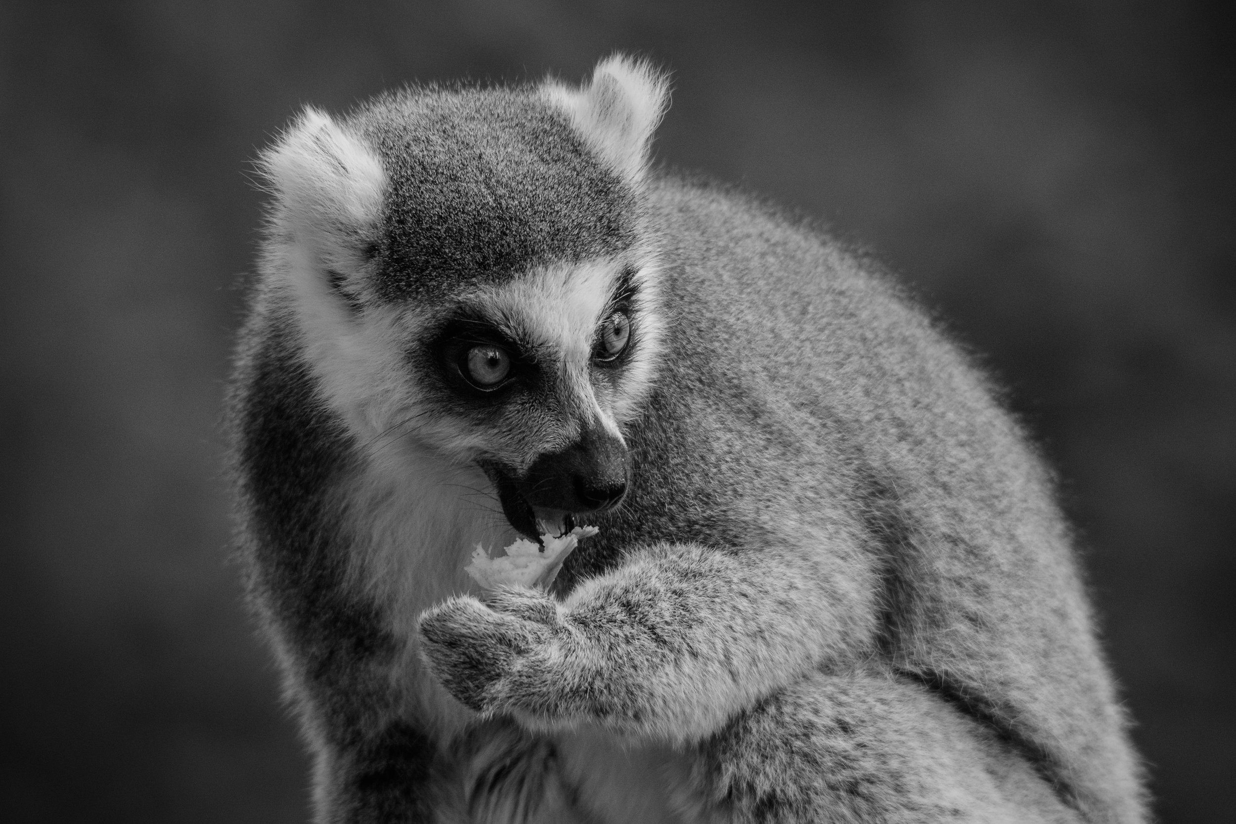 Lemur Lunch