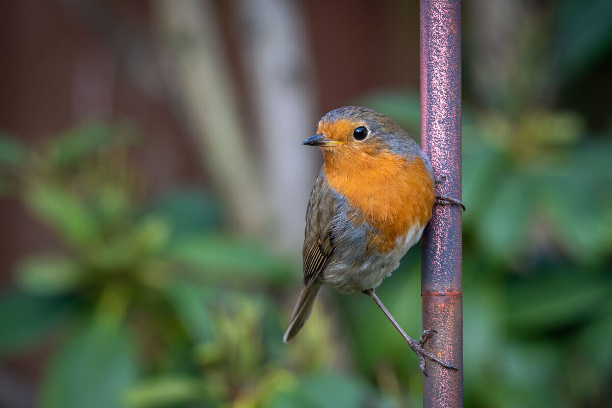 Robin