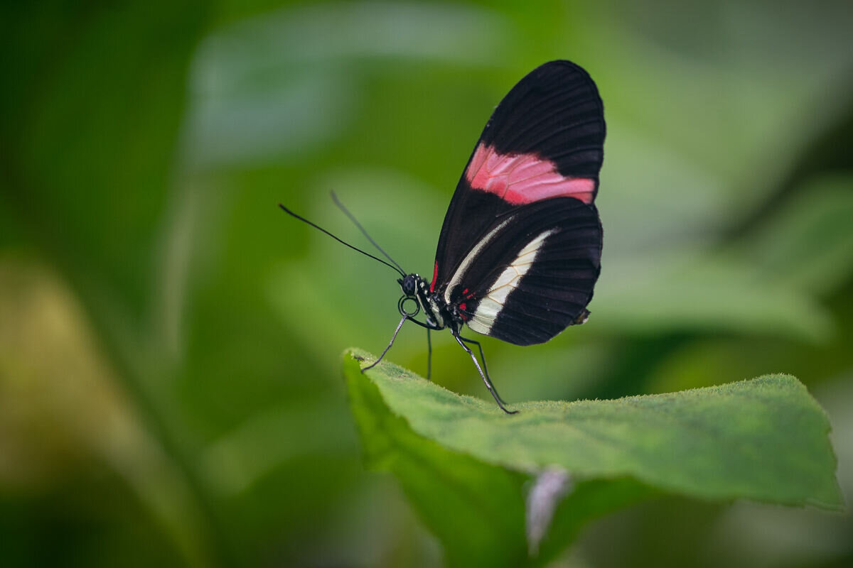 Postman Butterfly