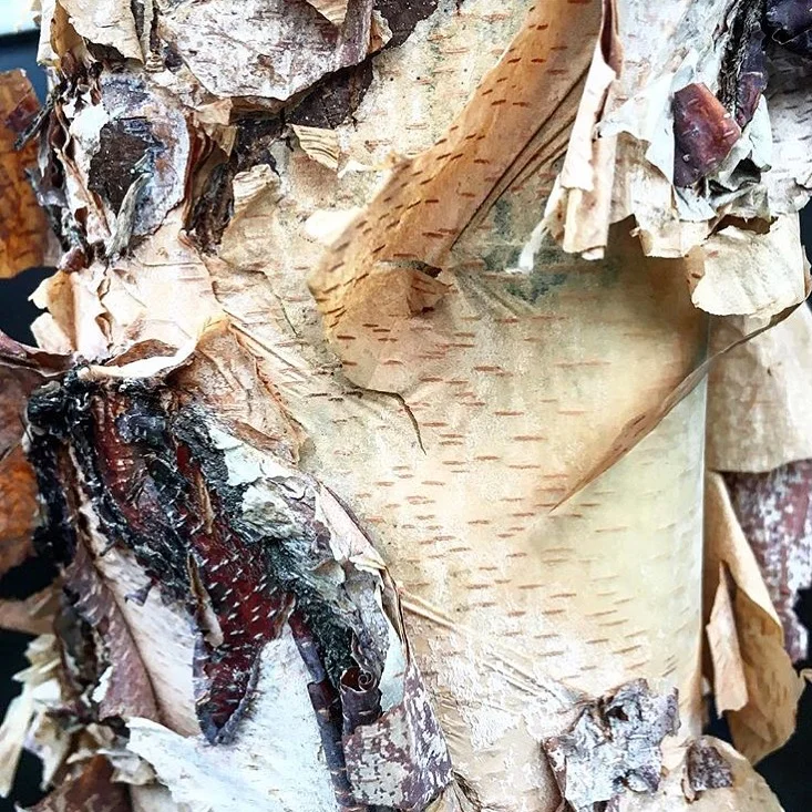 Birch.jpg