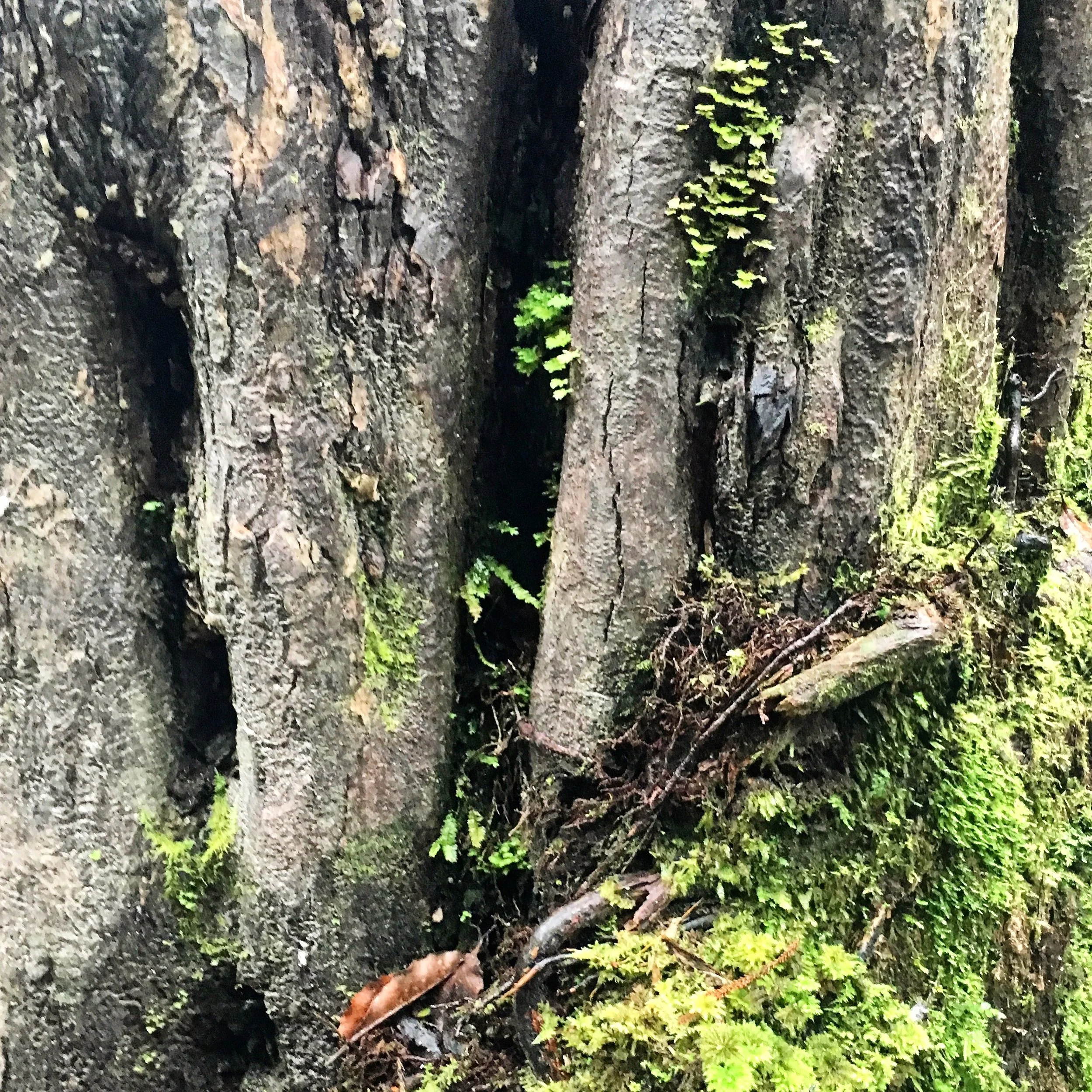 Black Walnut