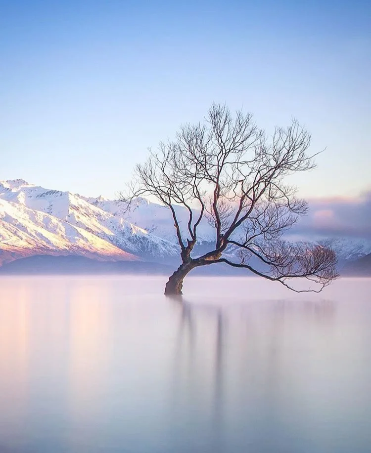 WANAKA WILLOW